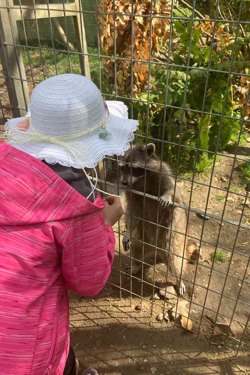 Ein Kind füttert einen Waschbären.